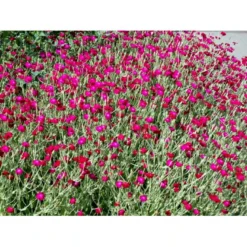 Haveklinte Lychnis Coronaria 10 Cm. Potte -Tilbud Lys Haven Butik mi1486 lychnis coronaria df4c