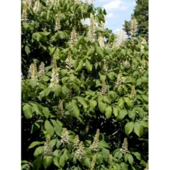 Busk-Hestekastanie Aesculus Parviflora Solitær Busk 100-125 Cm. Høj,- 60-100 Cm. Bred. -Tilbud Lys Haven Butik mi149 aesculus parviflora 2a5a