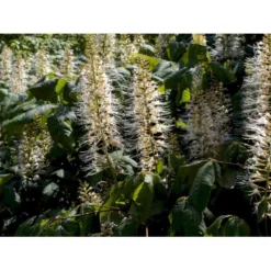 Busk-Hestekastanie Aesculus Parviflora Solitær Busk 100-125 Cm. Høj,- 60-100 Cm. Bred. -Tilbud Lys Haven Butik mi149 aesculus parviflora 6458