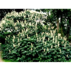 Busk-Hestekastanie Aesculus Parviflora Solitær Busk 100-125 Cm. Høj,- 60-100 Cm. Bred. -Tilbud Lys Haven Butik mi149 aesculus parviflora d797