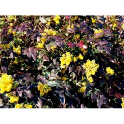 Mahonia Aquifolium 'Maqu' Mahonie 'Maqu' Med Klump,- 50-60 Cm. -Tilbud Lys Haven Butik mi1513 mahonia aquifolium maqu 0bcf