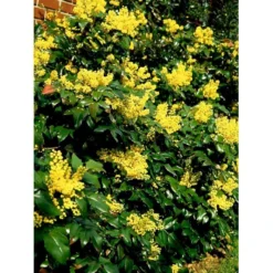 Mahonia Aquifolium 'Maqu' Mahonie 'Maqu' Med Klump,- 50-60 Cm. -Tilbud Lys Haven Butik mi1513 mahonia aquifolium maqu b904