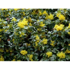 Mahonia Aquifolium 'Maqu' Mahonie 'Maqu' Med Klump,- 50-60 Cm. -Tilbud Lys Haven Butik mi1513 mahonia aquifolium maqu d87d