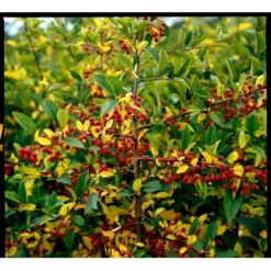 Sargentsæble Malus Sargentii Solitær Busk 150-200 Cm. - Med Klump -Tilbud Lys Haven Butik mi1517 malus toringo var sargentii 42b8