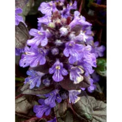 Krybende Læbeløs 'Braunherz' Ajuga Reptans 'Braunherz' 10 Cm. Potte