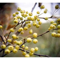 Japansk Paradisæble 'Brouwers Beauty' Malus Sieboldii 'Brouwers Beauty' Heister 175-200 Cm. Med Potte