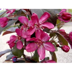 Paradisæble Malus Freja 4-8 Grene, 150-200 Cm. 10 Liter Potte (A-2) -Tilbud Lys Haven Butik mi1523 malus toringo freja n 306f