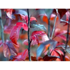 Paradisæble Malus Freja 4-8 Grene, 150-200 Cm. 10 Liter Potte (A-2) -Tilbud Lys Haven Butik mi1523 malus toringo freja n 95d2