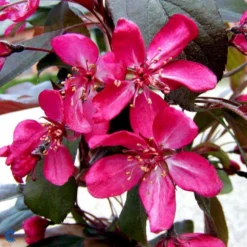 Paradisæble Malus Freja 4-8 Grene, 150-200 Cm. 10 Liter Potte (A-2) -Tilbud Lys Haven Butik mi1523 malus toringo freja n bb4c