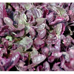 Krybende Læbeløs 'Burgundy Glow' Ajuga Reptans 'Burgundy Glow' 10 Cm. Potte -Tilbud Lys Haven Butik mi152 ajuga reptans burgundy glow 7fe5