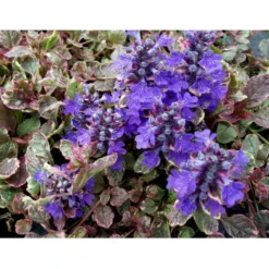 Krybende Læbeløs 'Burgundy Glow' Ajuga Reptans 'Burgundy Glow' 10 Cm. Potte -Tilbud Lys Haven Butik mi152 ajuga reptans burgundy glow a07d