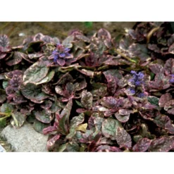 Krybende Læbeløs 'Burgundy Glow' Ajuga Reptans 'Burgundy Glow' 10 Cm. Potte -Tilbud Lys Haven Butik mi152 ajuga reptans burgundy glow a3a6