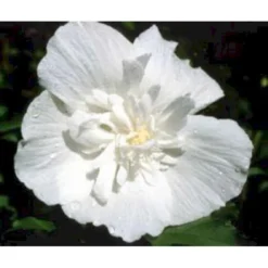 Syrisk Rose 'White Chiffon' (R) Hibiscus Syriacus 'White Chiffon' (r) Potte 6,6 Liter, - 70-80 Cm. 7 Syrisk Rose 'White Chiffon' (R) Hibiscus Syriacus 'White Chiffon' (r) Potte 6,6 Liter, - 70-80 Cm. -Tilbud Lys Haven Butik mi15327 hibiscus syriacus white chiffon 74cc