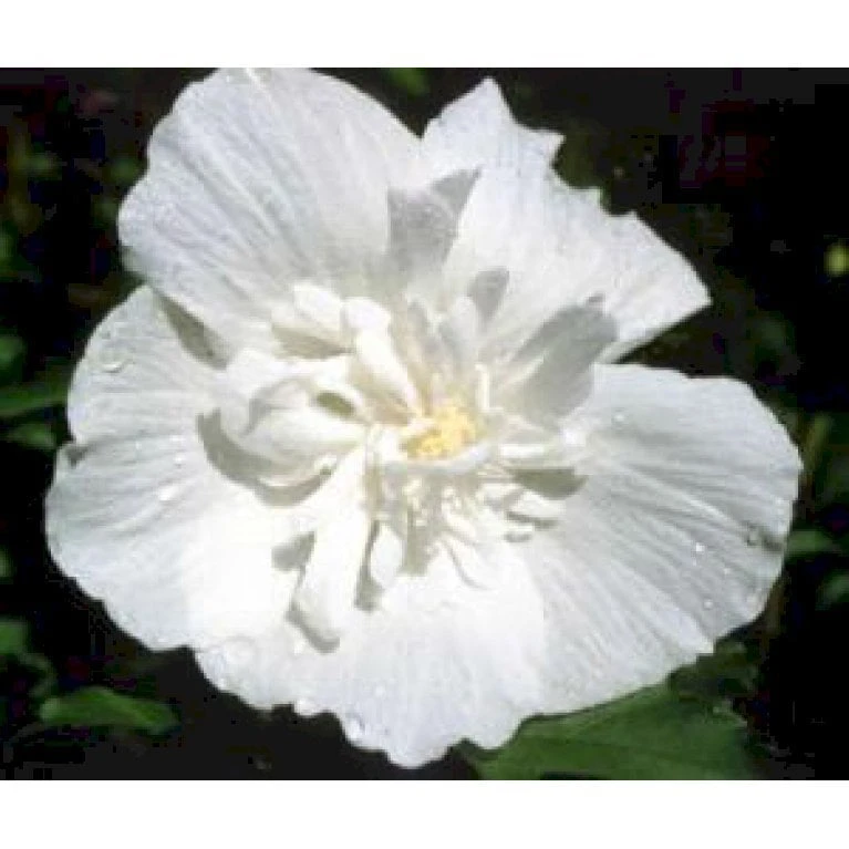 Syrisk Rose 'White Chiffon' (R) Hibiscus Syriacus 'White Chiffon' (r) Potte 6,6 Liter, - 70-80 Cm. 4 Syrisk Rose 'White Chiffon' (R) Hibiscus Syriacus 'White Chiffon' (r) Potte 6,6 Liter, - 70-80 Cm. - Billede 4