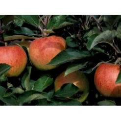 Æble 'Jonagold' Malus X 'Jonagold' Træ Med Sidegrene,- Stammeomkreds 20-25 Cm. Med Klump -Tilbud Lys Haven Butik mi1532 malus domestica jonagold 9e85