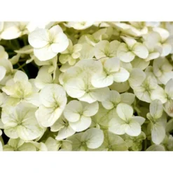 Træagtig Hortensia 'Incrediball'® Hydrangea Arborescens 'Incrediball'® 5 Liter Potte -Tilbud Lys Haven Butik mi15333 hydrangea arborescens incrediball r c85d