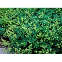 Bjerg-Løvefod Alchemilla Alpina 10 Cm. Potte
