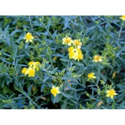 Perikon Va. Kalmianum Hypericum Kalmianum 3,5 Liter Potte