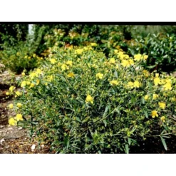 Perikon 'Gemo' Hypericum Erectum 'Gemo' 3,5 Liter Potte, Nordic -Tilbud Lys Haven Butik mi15501 hypericum kalmianum gemo b0c8