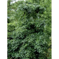 Virginsk Ambratræ Liquidambar Styaciflua Med Klump,- 150-175 Cm. -Tilbud Lys Haven Butik mi15592 liquidambar styraciflua d68e