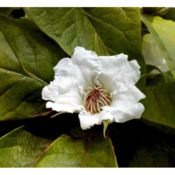 Mispel Mespilus Germanica Solitær Busk 150-200 Cm. - Med Klump -Tilbud Lys Haven Butik mi1565 mespilus germanica 1ba6