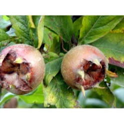 Mispel Mespilus Germanica Solitær Busk 150-200 Cm. - Med Klump -Tilbud Lys Haven Butik mi1565 mespilus germanica 47aa