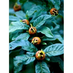 Mispel Mespilus Germanica Solitær Busk 150-200 Cm. - Med Klump -Tilbud Lys Haven Butik mi1565 mespilus germanica cec4