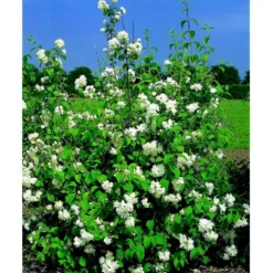 Uægte Jasmin 'Schneesturm' Philadelphus Virginalis 'Schneesturm' Med Klump,- 150-175 Cm. -Tilbud Lys Haven Butik mi15797 philadelphus virgina schneesturm 767a