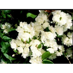 Uægte Jasmin 'Schneesturm' Philadelphus Virginalis 'Schneesturm' Med Klump,- 150-175 Cm. -Tilbud Lys Haven Butik mi15797 philadelphus virgina schneesturm a48f