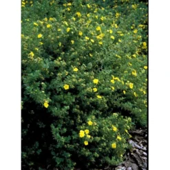 Buskpotentil 'Kobold' Potentilla Fruticosa 'Kobold' Potte 2,0 Liter,- 25-30 Cm. -Tilbud Lys Haven Butik mi15906 potentilla fruticosa e767