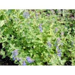Blåkant 'Mussinii' Nepeta Faassenii 'Mussinii' 1 Liter Potte 12 Blåkant 'Mussinii' Nepeta Faassenii 'Mussinii' 1 Liter Potte -Tilbud Lys Haven Butik mi1591 nepeta x faassenii 086f