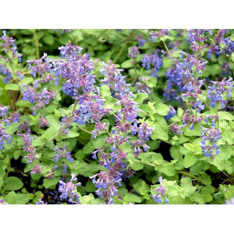 Blåkant 'Mussinii' Nepeta Faassenii 'Mussinii' 1 Liter Potte 4 Blåkant 'Mussinii' Nepeta Faassenii 'Mussinii' 1 Liter Potte - Billede 4