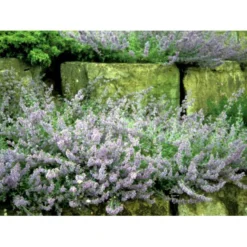Blåkant 'Mussinii' Nepeta Faassenii 'Mussinii' 1 Liter Potte 15 Blåkant 'Mussinii' Nepeta Faassenii 'Mussinii' 1 Liter Potte -Tilbud Lys Haven Butik mi1591 nepeta x faassenii 5bb8