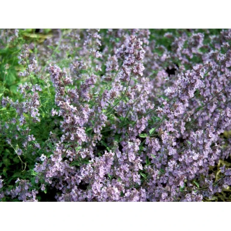 Blåkant 'Mussinii' Nepeta Faassenii 'Mussinii' 1 Liter Potte 7 Blåkant 'Mussinii' Nepeta Faassenii 'Mussinii' 1 Liter Potte - Billede 7