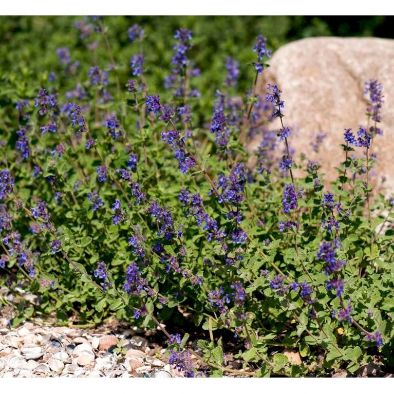 Blåkant 'Mussinii' Nepeta Faassenii 'Mussinii' 1 Liter Potte 1 Blåkant 'Mussinii' Nepeta Faassenii 'Mussinii' 1 Liter Potte