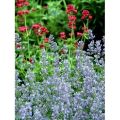 Blåkant 'Six Hill Giant' Nepeta Faassenii 'Six Hill Giant' 10 Cm. Potte -Tilbud Lys Haven Butik mi1592 nepeta six hills giant 475b