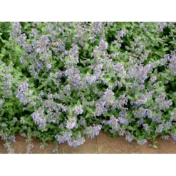 Blåkant 'Six Hill Giant' Nepeta Faassenii 'Six Hill Giant' 10 Cm. Potte -Tilbud Lys Haven Butik mi1592 nepeta six hills giant 4bed