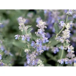 Blåkant 'Six Hill Giant' Nepeta Faassenii 'Six Hill Giant' 10 Cm. Potte -Tilbud Lys Haven Butik mi1592 nepeta six hills giant fdad