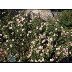 Buskpotentil 'Pink Queen' Potentilla Fruticosa 'Pink Queen' Potte 2,0 Liter,- 25-30 Cm. -Tilbud Lys Haven Butik mi15935 potentilla fruticosa pink queen b5e9