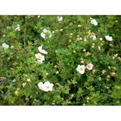 Buskpotentil 'Pink Queen' Potentilla Fruticosa 'Pink Queen' Potte 2,0 Liter,- 25-30 Cm. -Tilbud Lys Haven Butik mi15935 potentilla fruticosa pink queen fa78