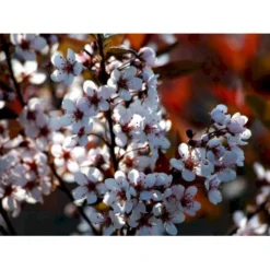 Dværgblodblomme Prunus Cistena Med Klump,- 125-150 Cm.