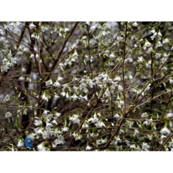 Fuji-kirsebær Prunus Incisa F. Yamadae Opstammet 50 Cm. 7,5 Liter Potte