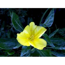 Krybende Natlys Oenothera Macrocarpa 10 Cm. Potte -Tilbud Lys Haven Butik mi1596 oenothera macrocarpa d7b4