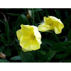 Krybende Natlys Oenothera Macrocarpa 10 Cm. Potte -Tilbud Lys Haven Butik mi1596 oenothera macrocarpa febe