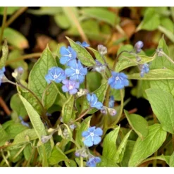 Vårkærminde Omphalodes Verna 10 Cm. Potte -Tilbud Lys Haven Butik mi1597 omphalodes verna 55e7