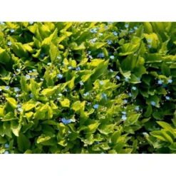 Vårkærminde Omphalodes Verna 10 Cm. Potte -Tilbud Lys Haven Butik mi1597 omphalodes verna 61b3