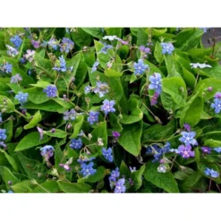 Vårkærminde Omphalodes Verna 10 Cm. Potte -Tilbud Lys Haven Butik mi1597 omphalodes verna d2a0