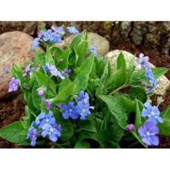 Vårkærminde Omphalodes Verna 10 Cm. Potte -Tilbud Lys Haven Butik mi1597 omphalodes verna dd7b