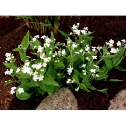 Vårkærminde 'Alba' Omphalodes Verna 'Alba' 10 Cm. Potte -Tilbud Lys Haven Butik mi1598 omphalodes verna alba 6153