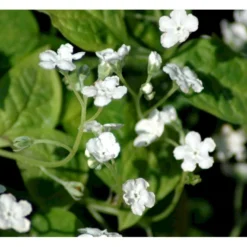 Vårkærminde 'Alba' Omphalodes Verna 'Alba' 10 Cm. Potte -Tilbud Lys Haven Butik mi1598 omphalodes verna alba 814f